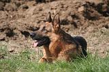 BERGER ALLEMAND 1258
